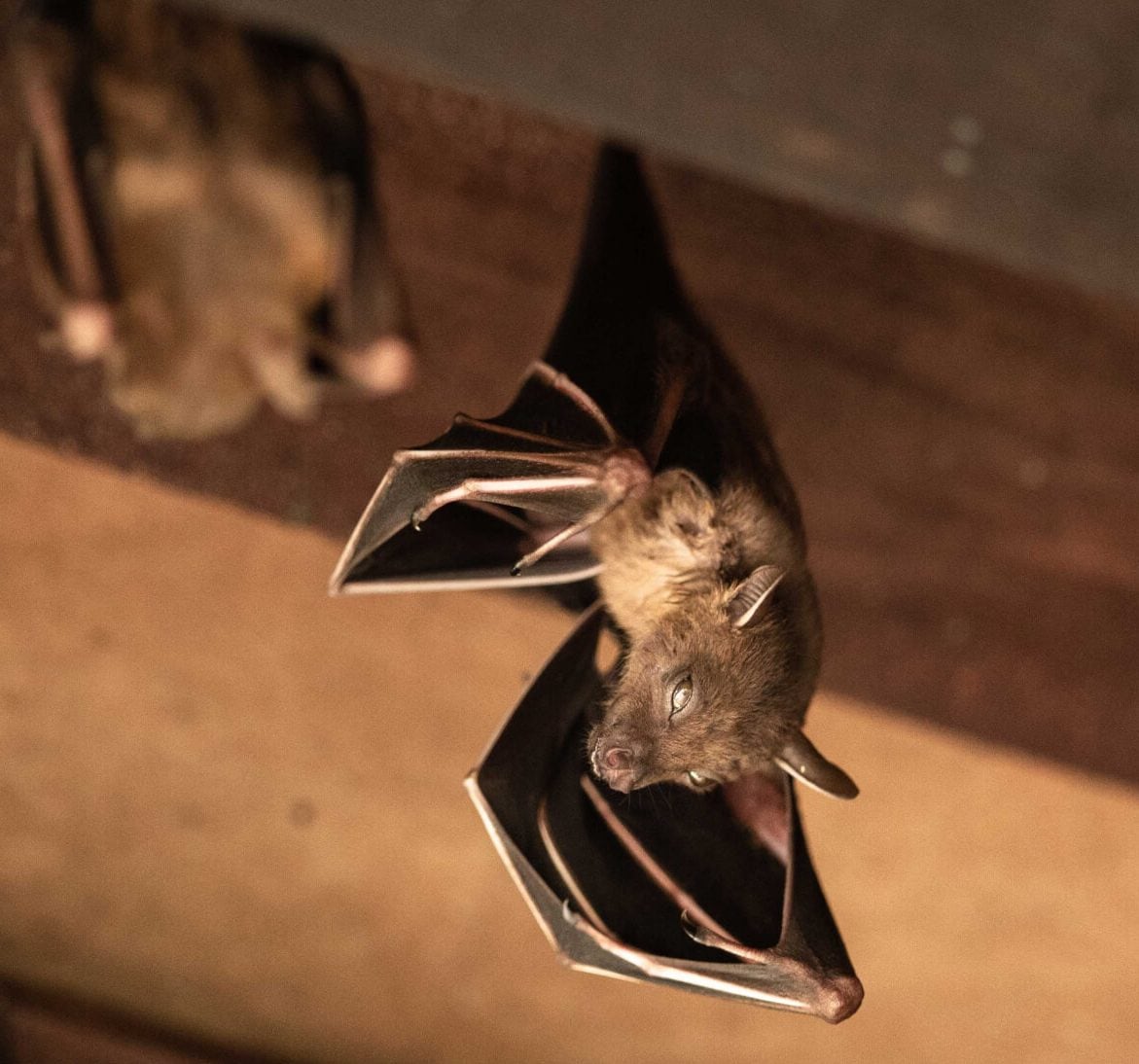 Wildlife-Bats in Fort Worth